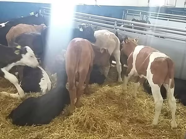 Qoramol (partiya, jinsi ko‘rsatilmagan), Simmental cattle