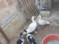 Ducks — Foto 1