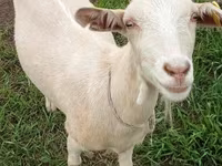 Коза, Saanen goat — фото 2