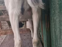 Dişi keçi, Nubian Goat — foto 4