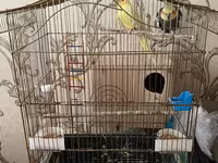 Qefessiz 60anat Nimfa (Cockatiel) cütü Məhsulun tərkibi: - 2 ədəd — الصورة 4