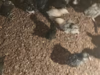 Chickens — foto 4