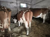 Kuh, Simmental cattle — Foto 1