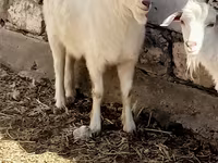 公山羊, Goats — 照片 2