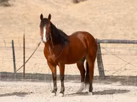Hengst, Quarter Horse — Foto 3