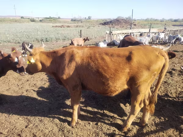 Kuh, Simmental cattle