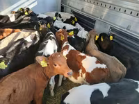 Toro, Ganado vacuno — foto 3
