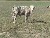 Bulle, Swiss cattle — Foto 4
