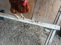 Chickens — Foto 4