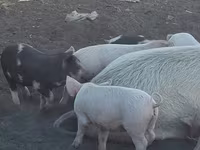 Donuzlar (partiya, cinsi göstərilməyib), Donuzlar — foto 6