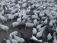 Qoʻy, Hampshire sheep — 3-rasm