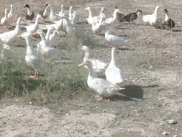 Ducks