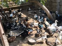 Ducks — photo 3