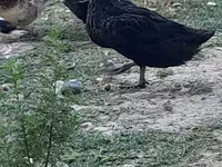 ऑस्ट्रेलियन स्पॉटेड — फ़ोटो 2