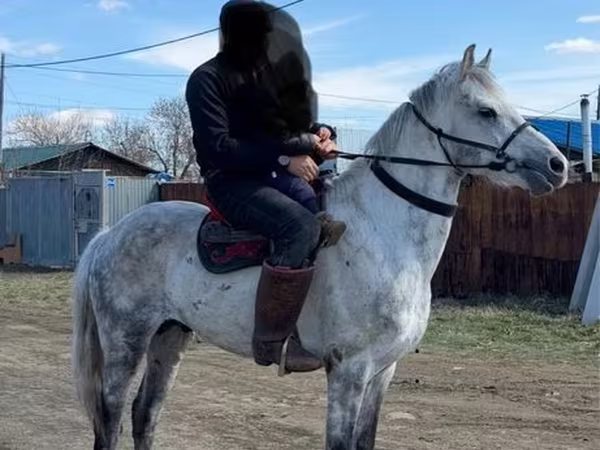 Hengst, Anglo-Arabian