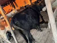Sigir, Latvian Blue cattle — 3-rasm