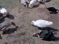 Geese — الصورة 3