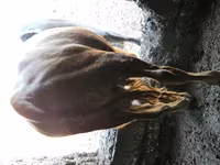 Toro, Ganado vacuno — foto 1