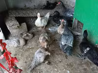 Ducks — 3-сурет