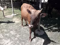 Vaca, Simmental cattle — foto 5