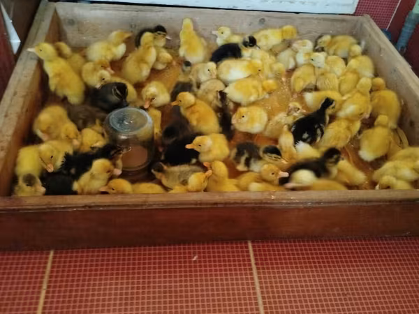 German Pekin