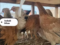 Chickens — 5-сурет