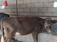 घोड़ा, घोड़े — फ़ोटो 8