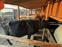 Sigir, Latvian Blue cattle — 1-rasm