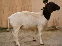 Qoç, Dorper sheep — foto 1