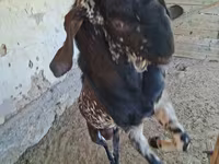 Ziegenbock, Beetal goats — Foto 7