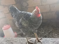 Chickens — 8-rasm