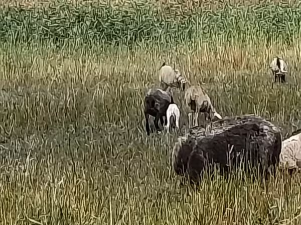 母羊, Romanov sheep