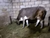 Vaca, Ganado vacuno — foto 2