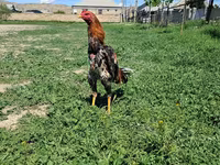 Chickens — 5-сурет