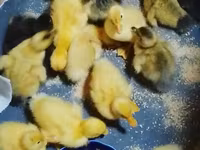 Deutscher Pekin — Foto 1