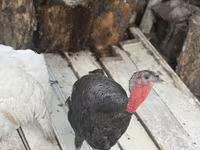Turkeys — photo 3