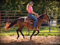 فرس, Quarter Horse — الصورة 2