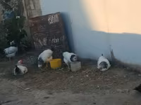 Chickens — Foto 2