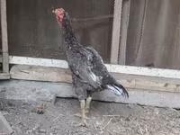 Chickens — 2-сурет
