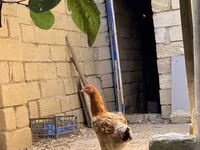 婆罗门鸡 — 照片 5