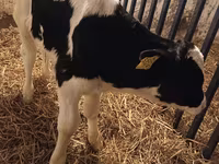 Buqa, Russian Black pied cattle — 7-rasm