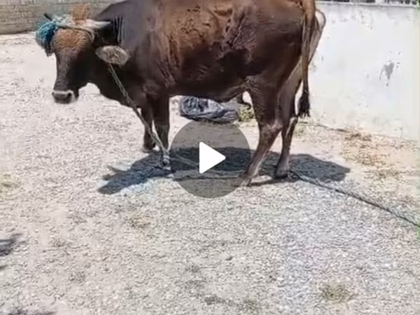 بقرة, الماشية
