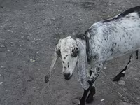 Коза, Нубийская коза или англо-нубийская — фото 4