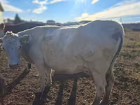 母牛, Latvian Blue cattle — 照片 4
