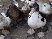 Ducks — الصورة 2