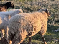 كبش, الأغنام — الصورة 3