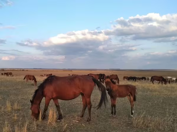 Кобыла, Казахская лошадь