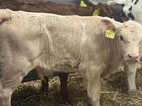 Rinder (Partie, Geschlecht nicht angegeben), Simmental cattle — Foto 4