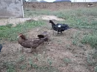 Hausente — Foto 3