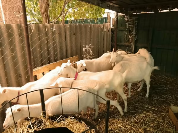 山羊（批次，未指定性别）, Pomellata goat